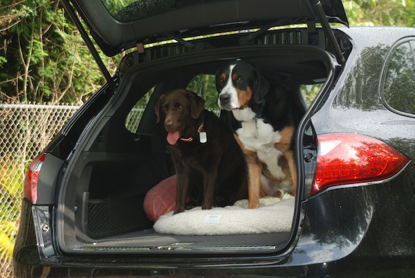 Scout and Lucy in the back of Cayenne