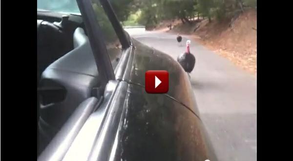 Turkeys attack Porsche