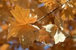 Image of golden fall leaves