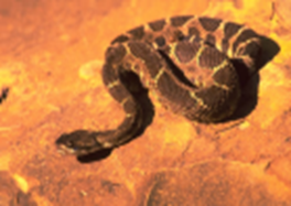 Rattlesnake