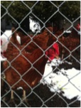 My Chickens