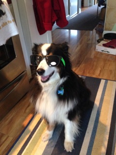 FourLeg Sunglasses - Dog