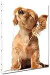 Dog with headphones