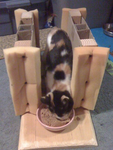 cerebellar hypoplasia cat feeding station