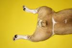 Dog's rear end!