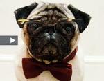 Weird neuro pug