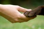 Dog Toes