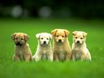 Puppies