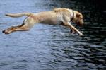 Swimming Dog