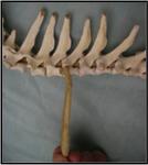 RIBS