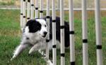 Agility Dog!