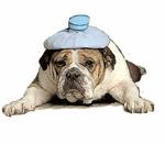 canine pain management