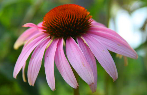 Native American Herbal Remedies