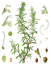 Treat Health Disorders with Rosemary Herb
