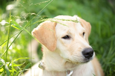 Medicinal Herbs for Dogs