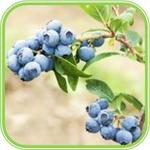 History of Blueberry Plants