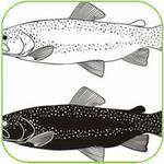 Fish Commonly Used In Aquaponics Gardening