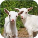 Guide to Raising Goats