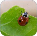 Luring Ladybugs into Your Garden