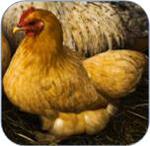What to Feed Chickens for The Best Egg Laying Output