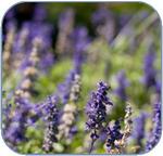 Lavender Essential Oil Throughout History