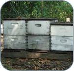 Beekeeping Equipment and The Honey Bees