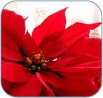 How to Re-Bloom Poinsettias