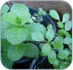 Peppermint Offers Safe, Non-Toxic Deterrent for Mice