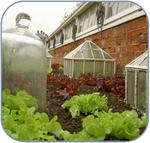 January In The Vegetable Garden