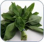 Basil - More Than a Kitchen Plant