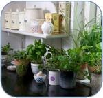 6 Culinary and Medicinal Herbs for Small Containers