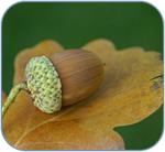 Western Herbs of The U,S. Northwest