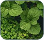 How to Propagate and Grow Mint