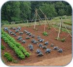 Preparing a Vegetable Plot