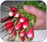 How to Grow Radish from Seed