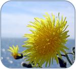 Dandelion Remedies and Uses