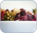 Lavender Summer Rose