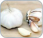 Seven Benefits of Garlic