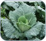 July in The Vegetable Garden