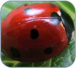 How to Make Ladybug Rocks