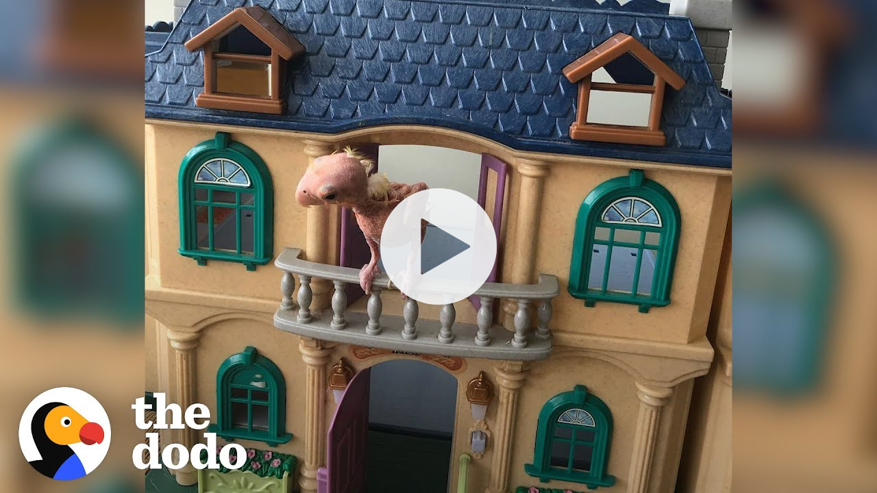 Naked Lovebird Guards His Dollhouse | The Dodo