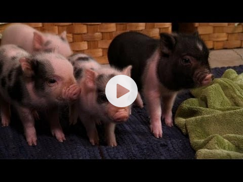 Perfectly Precious Potbelly Pigs | Too Cute!