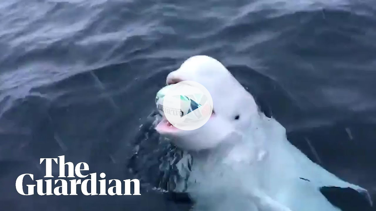 Beluga whale filmed playing 'fetch' with Rugby World Cup ball