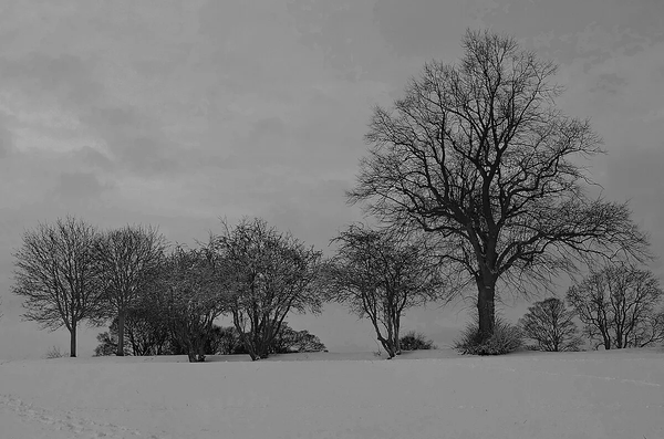 How Are You Nurturing Your Career In Blead Mid-Winter?