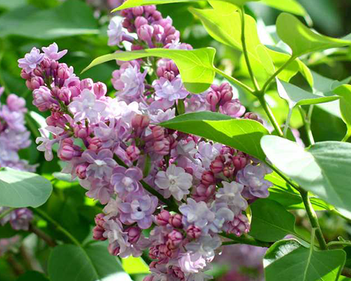 Farmers’ Almanac & Your Career