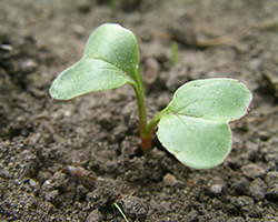 Your Life is Dirt (and that’s a good thing!)