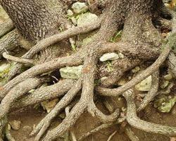 Are You Laying Down Artistic Roots?