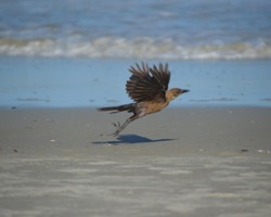 Taking Flight