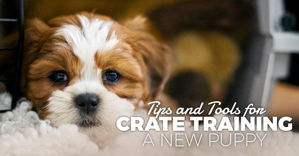 Crate-Training-a-New-Puppy-Tips-and-Tools-for-Setting-Up-Your-Pup-695.jpg