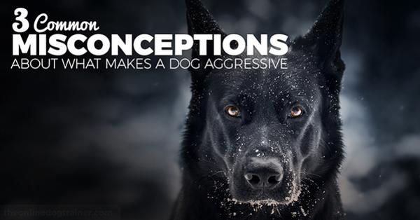 Misconceptions About Dog Aggression Doggy Dan Blog.jpg